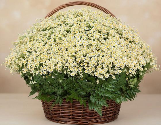 Цветочная композиция из Ромашки в корзине в Камызяке
